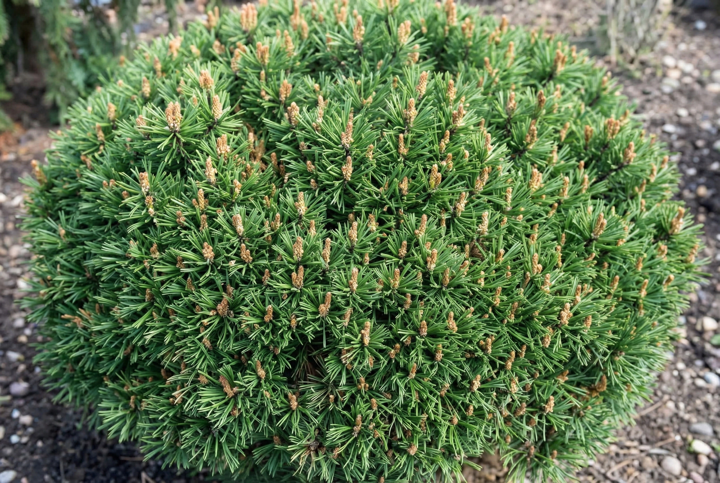 Сосна горная Мопс